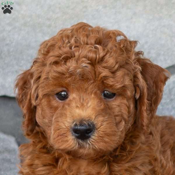 Fraser, Miniature Poodle Puppy